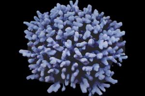 萼形柱珊瑚 萼形柱珊瑚