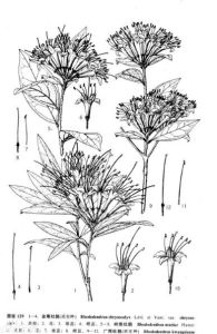 金萼杜鵑（原變種）