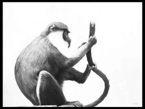 白須長尾猴 白須長尾猴