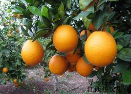 尋烏臍橙 尋烏臍橙