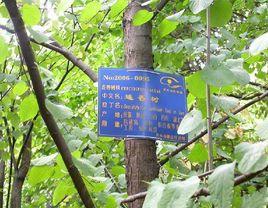 連香樹群體BDXG 連香樹群體BDXG