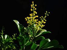 賽蘭[明代陳憲章的詩作]