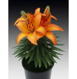 橙色年代[蘇鑒花201327]