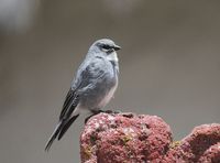 白翅迪卡雀 白翅迪卡雀