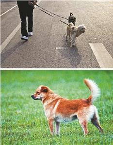 中華唐犬 中華唐犬