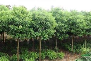 浙江香樟 浙江香樟