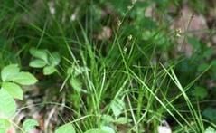 灰岩生薹草 灰岩生薹草