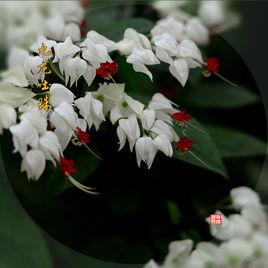 九龍吐珠[九龍吐珠]