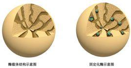 固定化酶技術 固定化酶技術