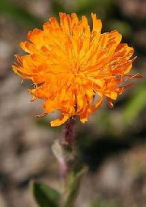 貓兒菊大黃菊 貓兒菊大黃菊