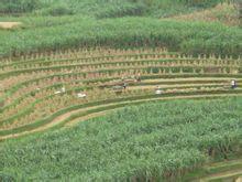 水井村[雲南省保山市隆陽區蒲縹鎮水井村]