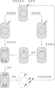 溶菌周期 溶菌周期