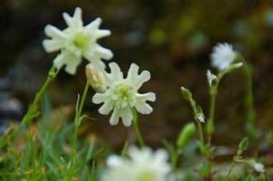 玉山蠅子草 玉山蠅子草