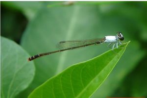 杯斑小蟌 杯斑小蟌