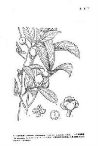 紅萼藤黃 紅萼藤黃