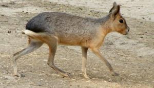 巴塔哥尼亞豚鼠