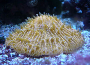 盤形蕈珊瑚