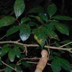 碟腺棋子豆 碟腺棋子豆