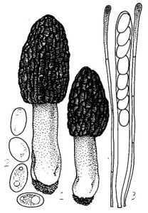 紫褐羊肚菌 紫褐羊肚菌