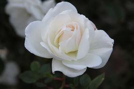 冰清[薔薇屬月季栽培品種]