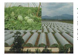 黃泥畈村[湖北省黃岡市英山縣楊柳灣鎮黃泥畈村]