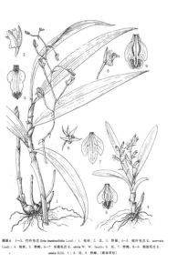 長苞毛蘭 長苞毛蘭