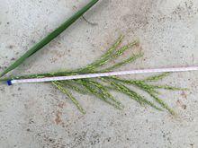 800粒大穗、結實率91%、千粒重29克