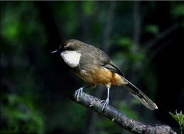 白喉石即鳥 白喉石即鳥