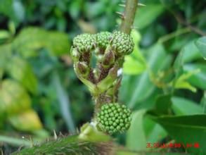 糙葉楤木 糙葉楤木