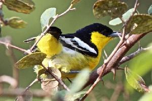 黑翅雀鵯斯里蘭卡亞種 黑翅雀鵯斯里蘭卡亞種