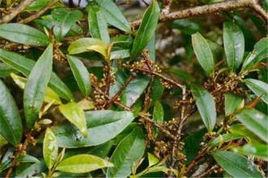 針齒鐵仔 針齒鐵仔