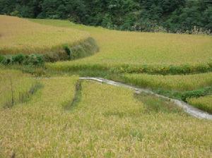 （圖）水田