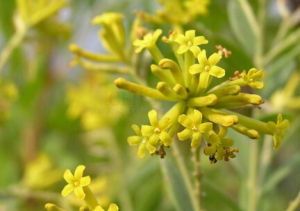 川西瑞香 川西瑞香