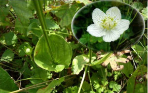矮小斑虎耳草 矮小斑虎耳草