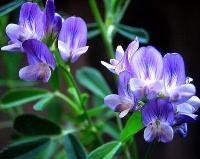 紫花苜蓿