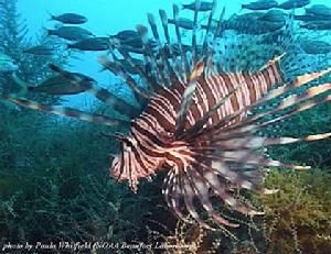 白斑菖鮋 白斑菖鮋