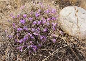 賀蘭山棘豆 賀蘭山棘豆