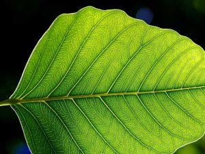 葉子是植物行使光合作用的主要部位
