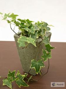 Hedera
