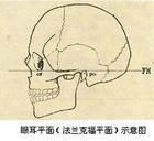 法蘭克福平面 法蘭克福平面