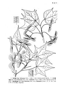 丹巴黃毛槭（亞種）