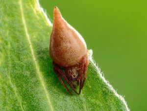 微突斑蛛 微突斑蛛