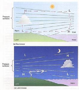 （圖）海、陸風成因示意圖