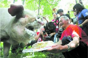 “豬堅強”吃生日蛋糕慶重生兩周年