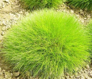 帶嶺苔草 帶嶺苔草