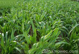 墨西哥玉米 墨西哥玉米