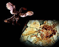 “古盜鳥”化石及復原圖