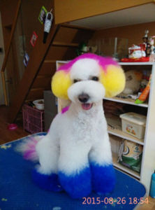 摩登寵物 摩登寵物