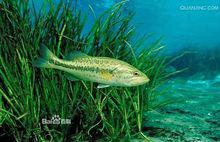 水下拍攝的大口黑鱸 第一背鰭沒有張開