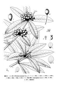 紫雲小檗 紫雲小檗